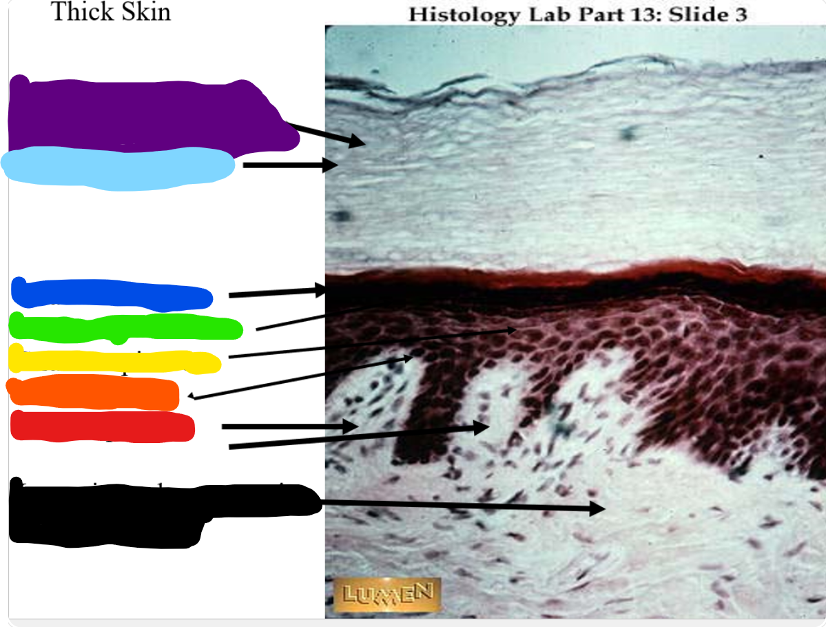 <p>the light blue is</p>