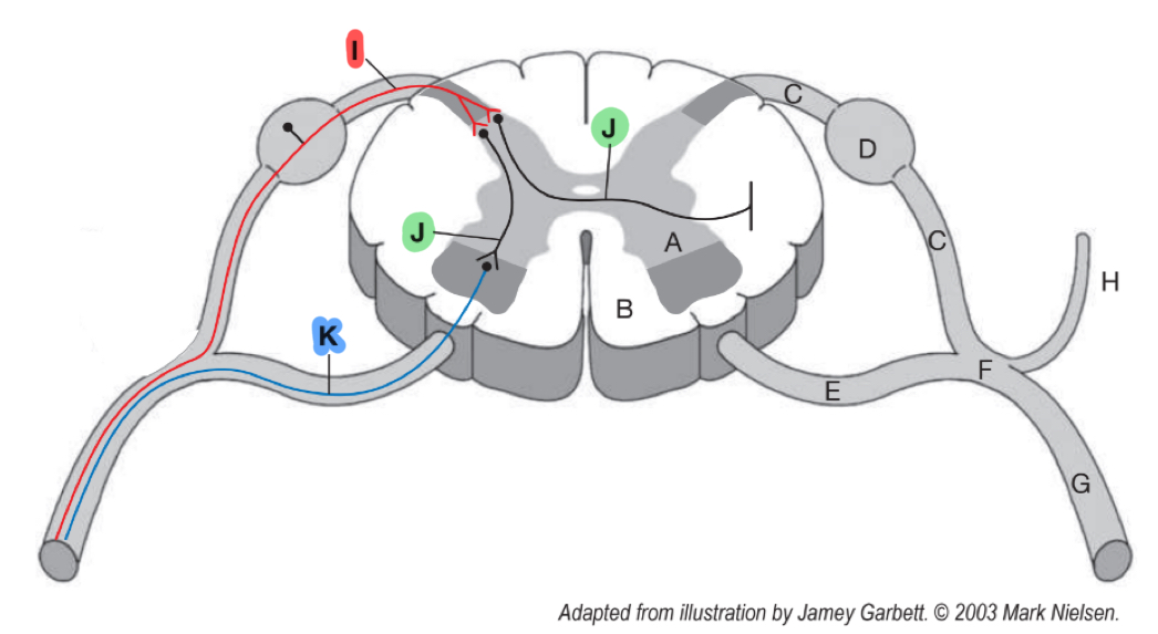 <p>What anatomical structure is labeled <strong>I</strong> in the diagram?</p>