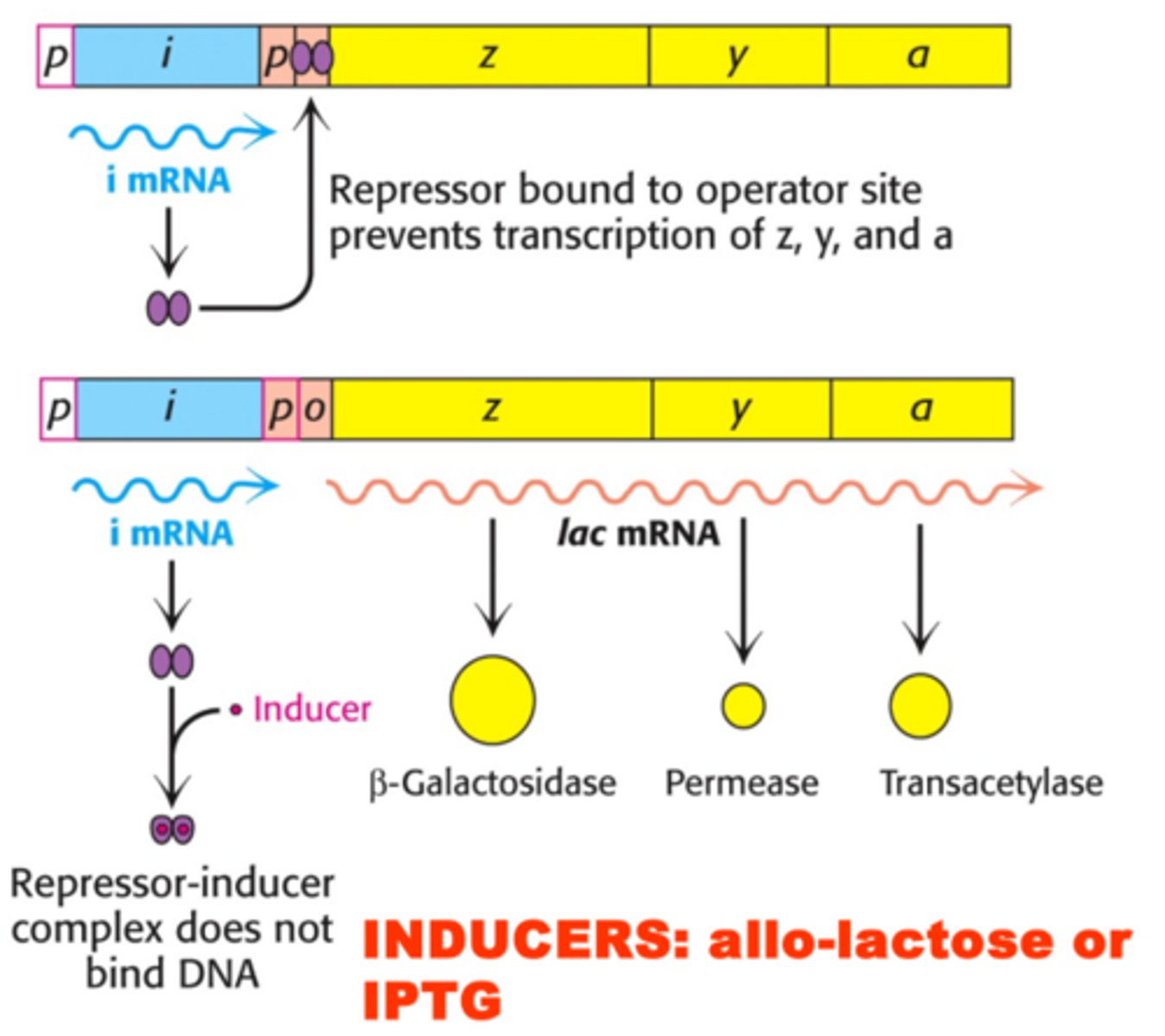 <p>-Inducers-allo-lactose or IPTG</p><p>-Lactose binds to the lac I repressor which causes lac I to release from the DNA so transcription can occur</p><p>-IPTG acts in the same way lactose does but is more powerful</p>