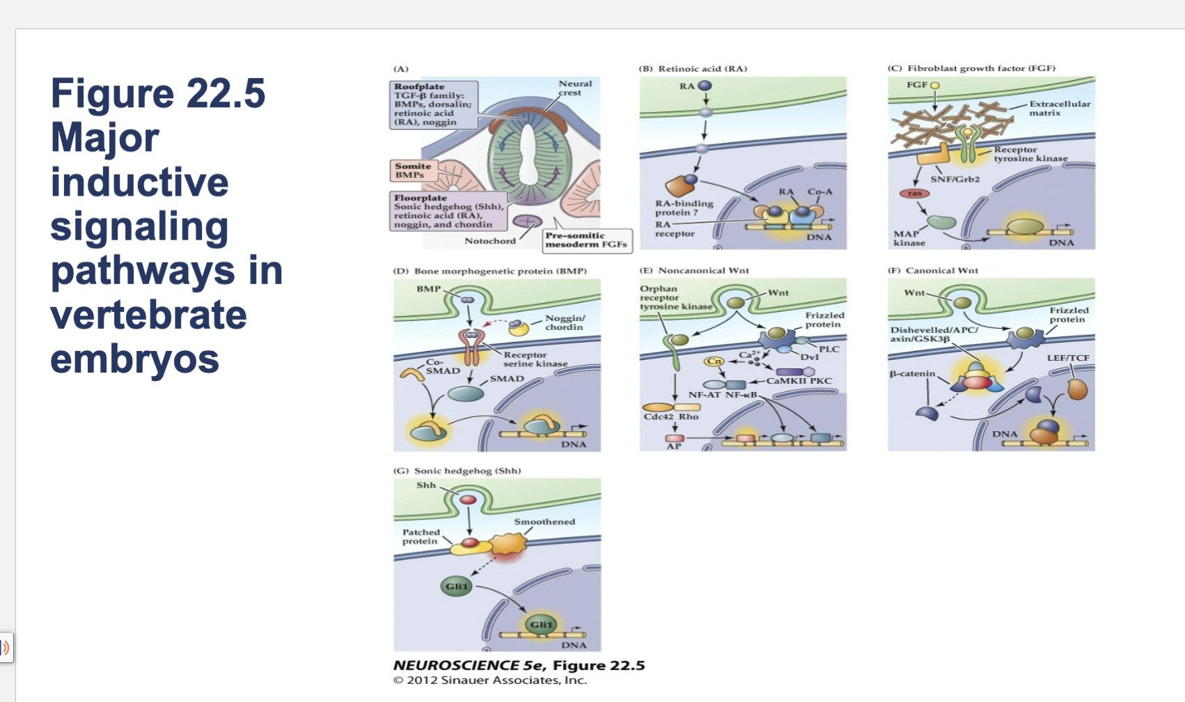 <p>Figure 22.5- <strong>Major inductive signaling pathways in vertebrate embryos.</strong> </p>