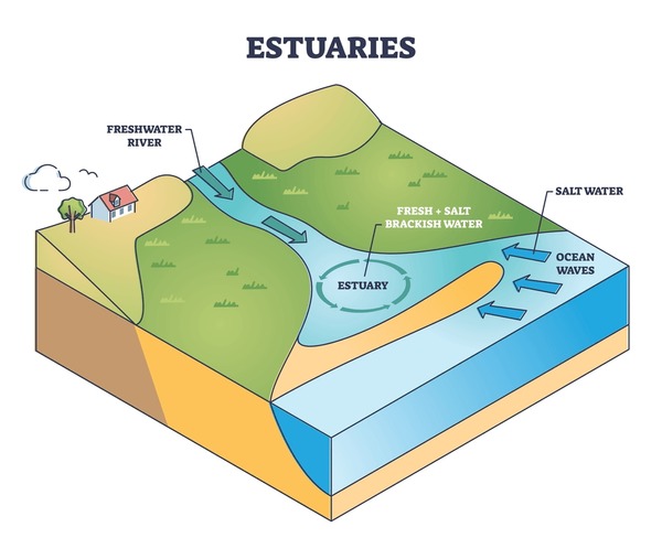 <p>estuary (seawater mixes with fresh water)</p>