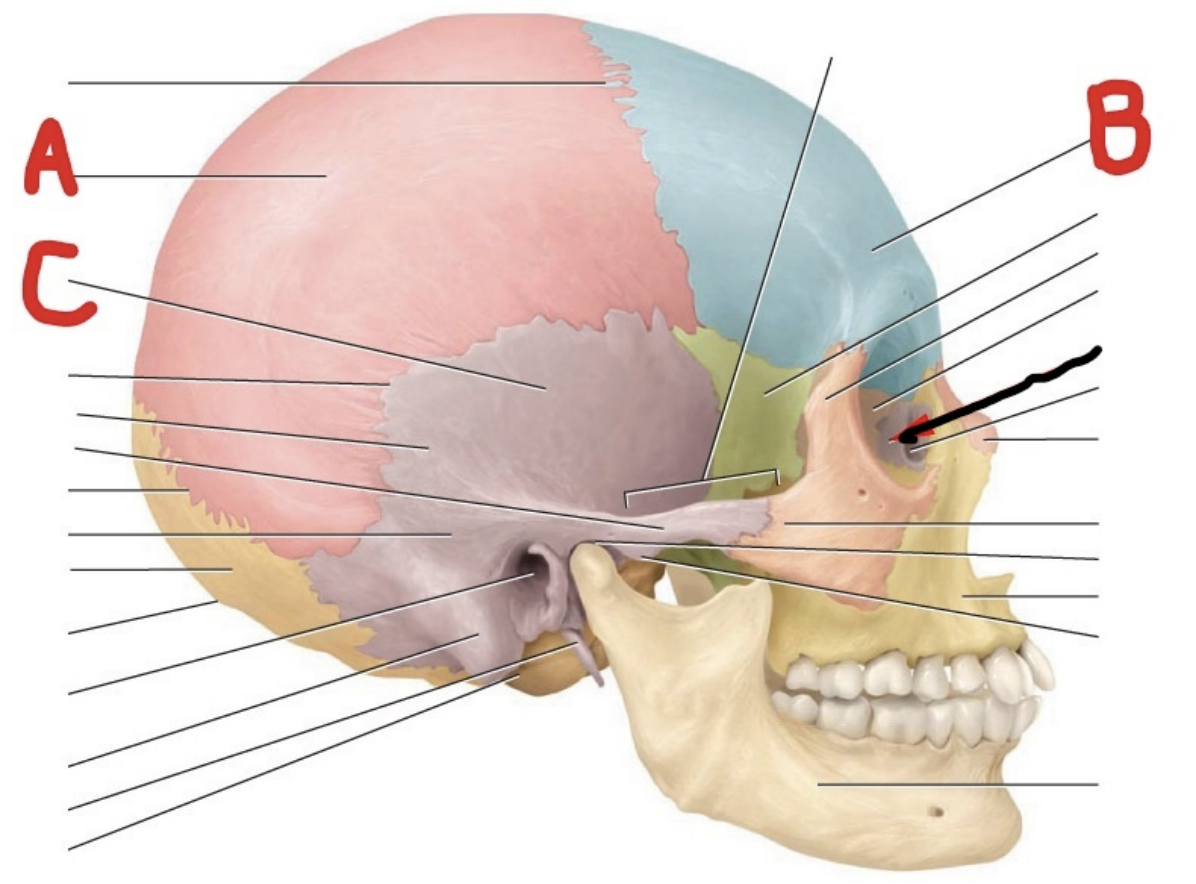 <p>A ___, B ___, C___</p>