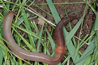 <p>Earthworms</p>