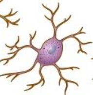 <p>defense and immune response </p>