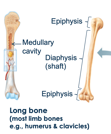 <ul><li><p>long slender bones </p></li><li><p>have shaft (diaphysis) and bones ends (epiphysis)</p></li></ul>