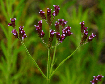 <p>What is growth form of this plant species?</p>