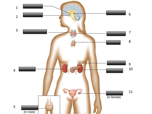 <p>What is the master gland of the endocrine system and what letter is it?</p>