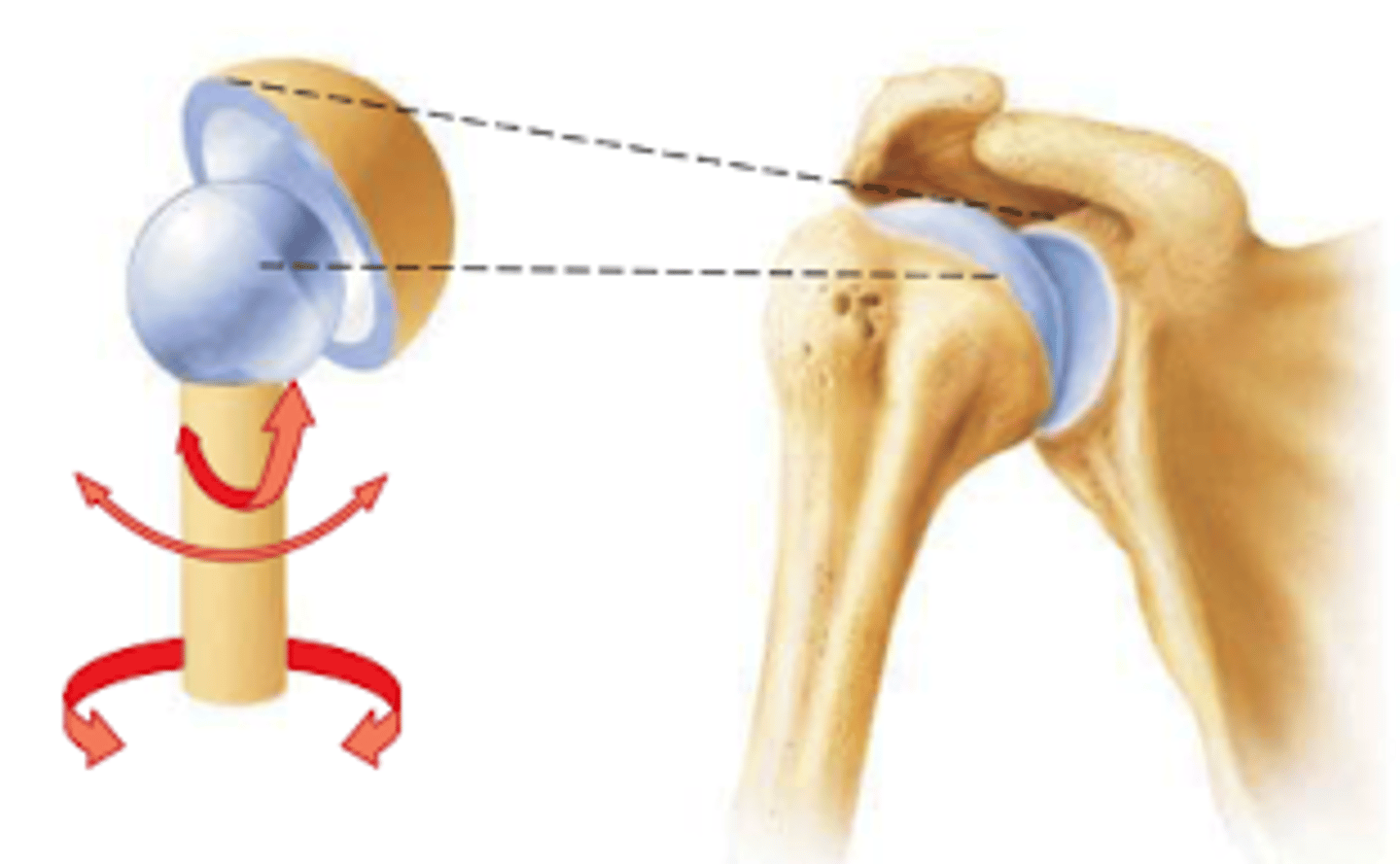 <p>shoulder and hip</p>