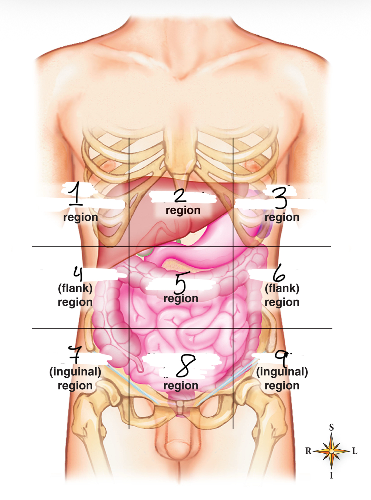 <p>Which ones right and left lumbar, and umbilical region</p>