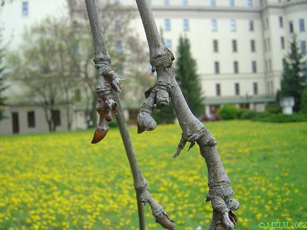 <p>Platanus ×hispanica</p>