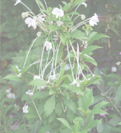<p>Clerodendrum incisum </p>