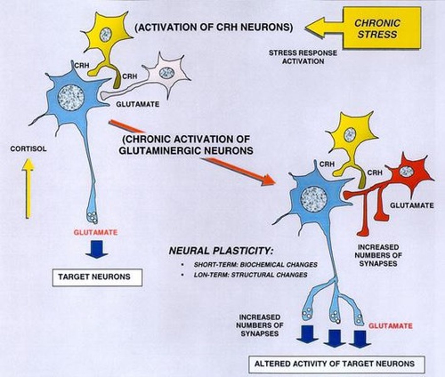<p>Brain's ability to adapt and reorganize itself.</p>