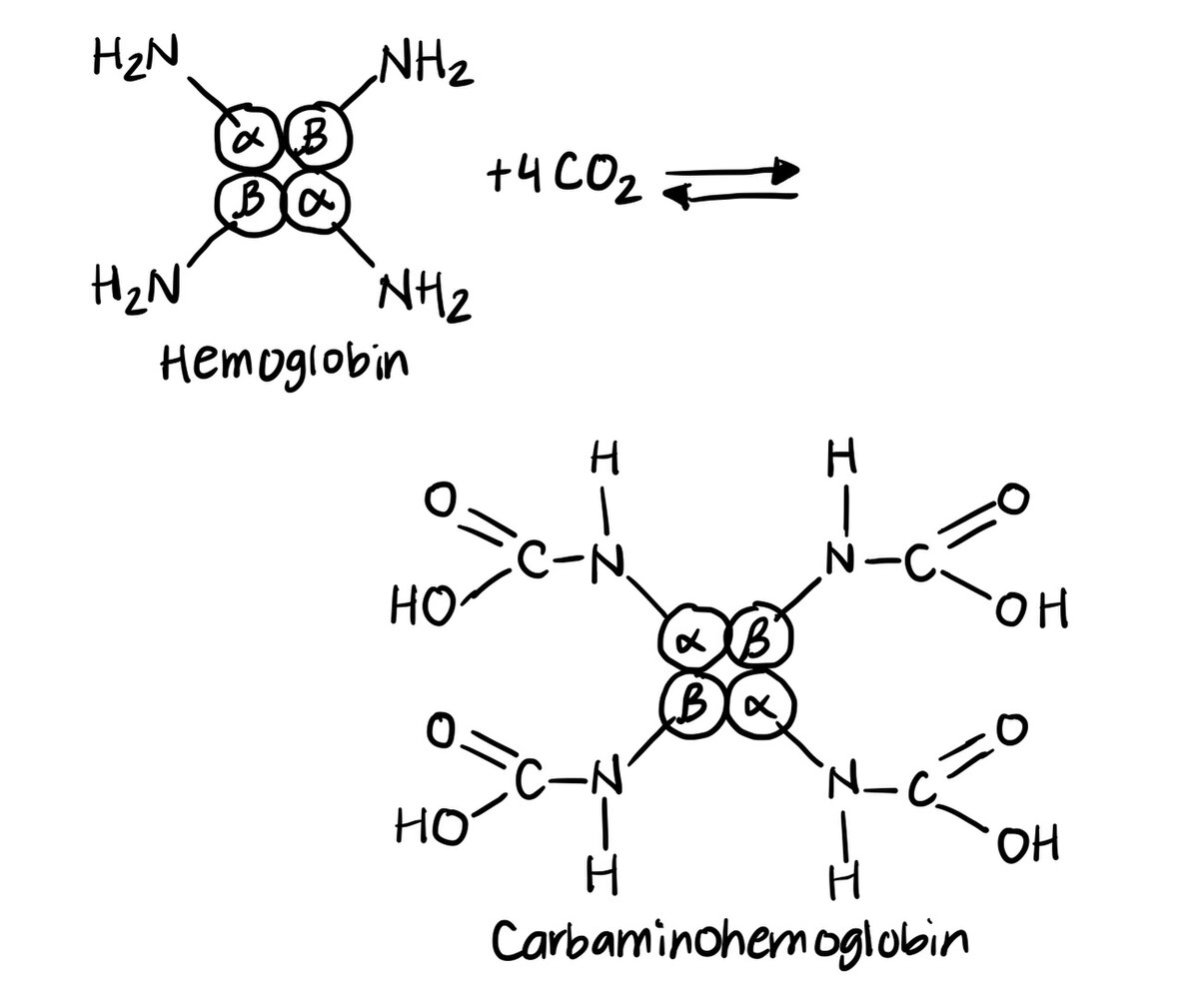 <p>Carbaminohemoglobin consist of hemoglobin with the following attached to it</p>