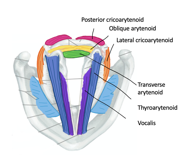 <p>Action of the following intrinsic laryngeal:</p><p>Lateral cricoarytenoid</p><p><strong>T</strong>ransverse cricoarytenoid</p><p class="MsoListParagraphCxSpLast">Oblique cricoarytenoid</p><p class="MsoListParagraphCxSpLast">Posterior cricoarytenoid</p><p class="MsoListParagraphCxSpMiddle">Thyroarytenoid</p><p class="MsoListParagraphCxSpLast">Vocalis</p>