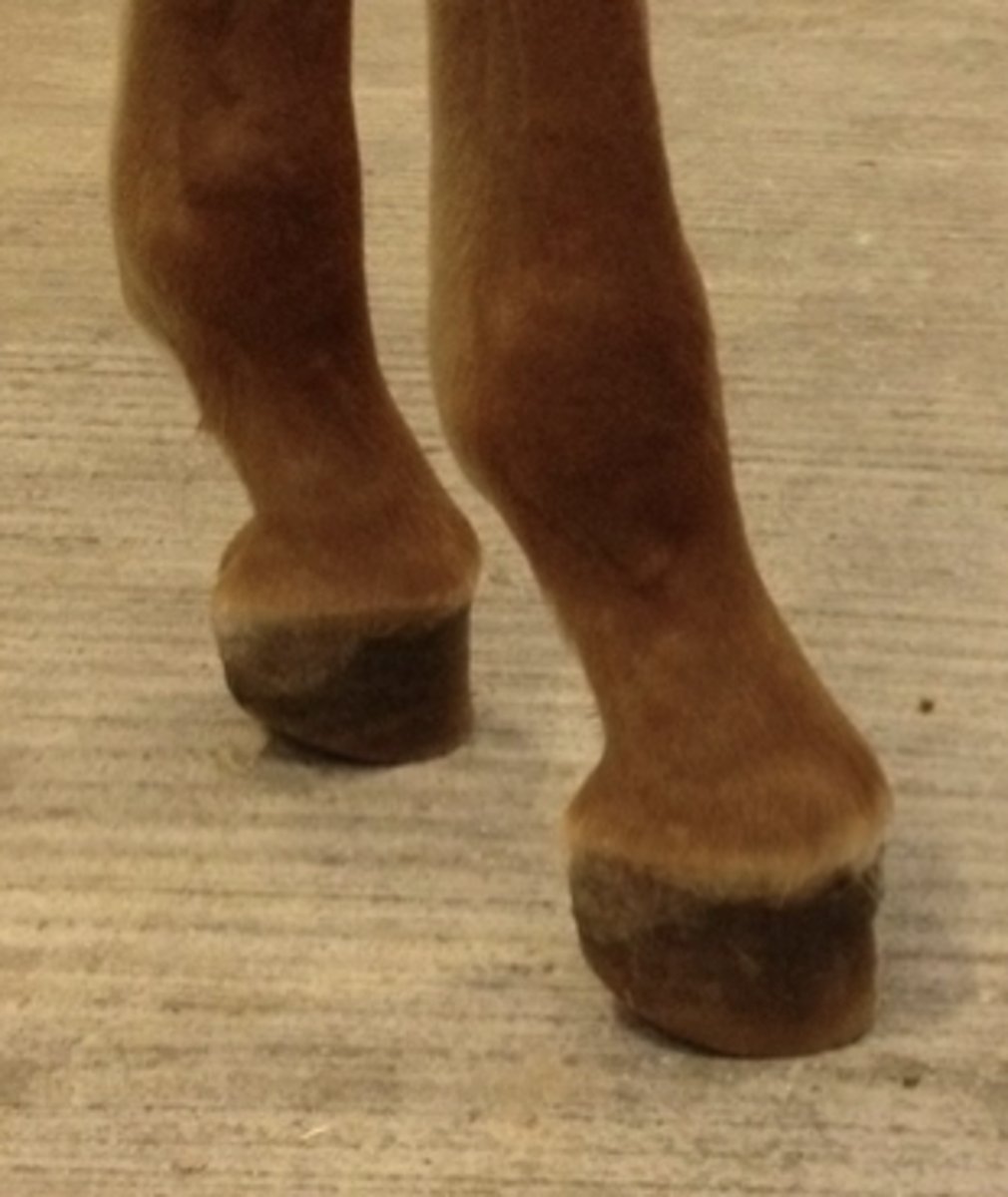 <p>Hvordan vil du beskrive benstillingen af disse forben på et 12 uger gammelt føl?</p><p>- Bagtilbrudte tåakser og fleksordeformitet af hovled</p><p>- Fortil brudte tåakser og fleksordeformitet af hovled</p><p>- Bagtilbrudte tåakser og fremskudt kode</p><p>- Udadbrudte tåakser og fleksordeformitet af hovled</p>