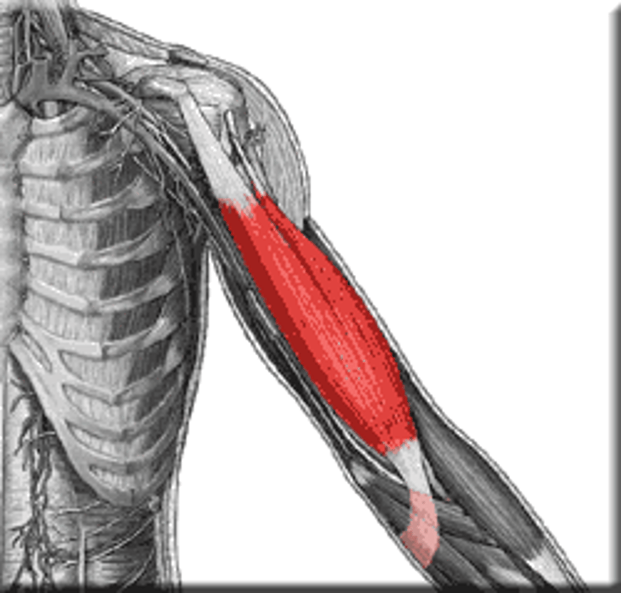 <p>Flexes elbow</p>