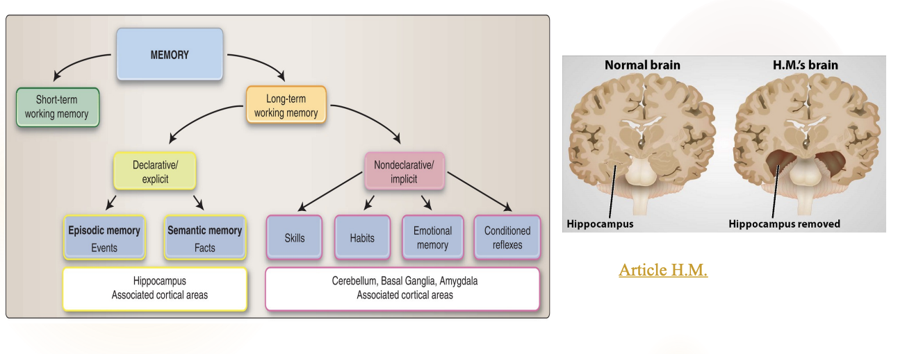 <ul><li><p>Hippocampus allows <strong>new memory formation</strong></p></li><li><p>After removal both of the hippocampus, HM could not form new memories (anterograde amnesia)</p></li></ul><p></p>