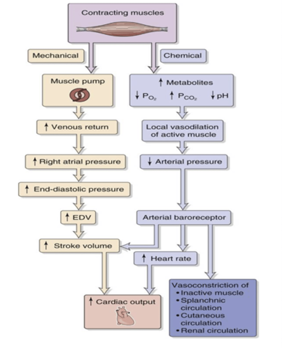 <p>How does muscle contraction directly affect the cardiovascular system in what two ways? </p>