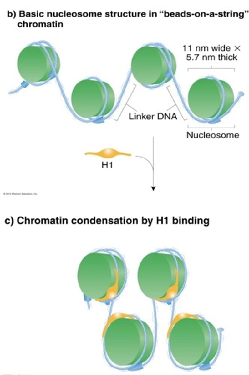 <p>-11 nm wide and 5.7 nm thick</p><p>-H1 binds to one end and the middle of DNA segment is wrapped around nucleosomes closer together</p><p>-condenses DNA 7x</p>