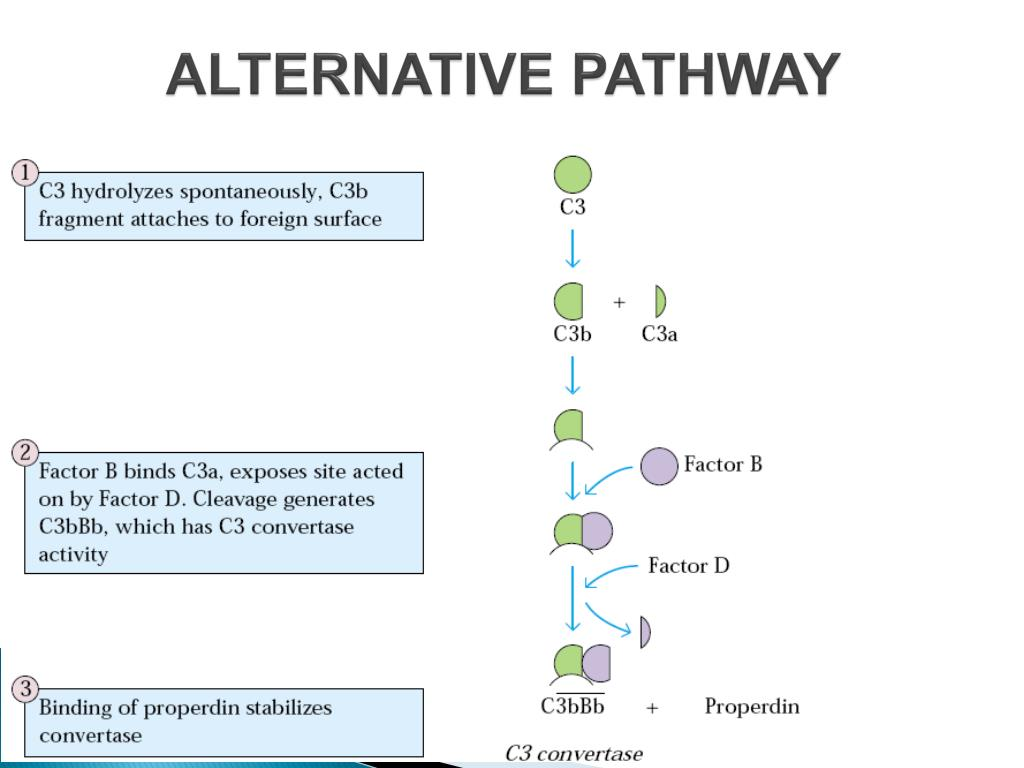 <p>“Properdin System”, relies on spontaneous hydrolysis of C3 into C3b-like molecule or C3H2O and involves <span style="color: red;"><strong>6 proteins</strong></span> + <span style="color: red;"><strong>2 factor proteins</strong></span></p><ul><li><p><strong>Recognition unit</strong>: none</p></li><li><p><strong>Activation unit</strong>:</p><ul><li><p><span style="color: red;">C3</span>: Cleaved by hydrolysis into C3H2O to start activation of pathway</p><ul><li><p><span style="color: red;">C3b</span>: binds to Factor B</p></li><li><p><span style="color: red;">Factor B</span>: Analogous to C2 in classical pathway</p></li><li><p><span style="color: red;">Factor D</span>: Cleaves Factor B</p></li></ul></li></ul></li><li><p><strong>Membrane Attack Complex (MAC)</strong>: produces a pore in the target membrane of 70-100 Å (Angstrom)</p><ul><li><p><span style="color: red;">C5</span>: C5b attaches to cell membrane</p></li><li><p><span style="color: red;">C6</span>: binds to C5b</p></li><li><p><span style="color: red;">C7</span>: binds to C5b6</p></li><li><p><span style="color: red;">C8</span>: binds to C5b67</p></li><li><p><span style="color: red;">C9</span>: binds to C5b678</p></li></ul></li></ul><p></p>