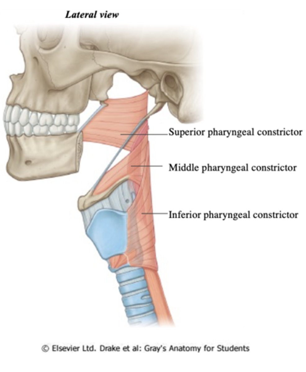 <p>swallowing, bolus</p>