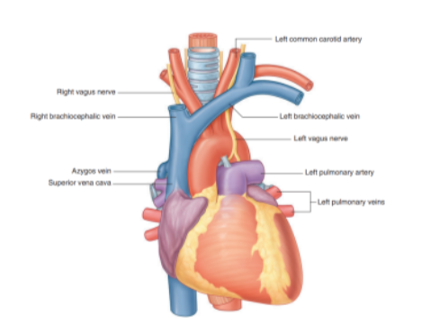 <ul><li><p>Located immediately posterior to the thymus</p></li><li><p>They form on each side at the junction between the internal jugular &amp; subclavian veins</p></li><li><p>Left brachiocephalic vein crosses the midline &amp; joins with the right brachiocephalic vein to form the <u>superior vena cava</u></p><ul><li><p>Right brachiocephalic vein begins posterior to the medial end of the right clavicle &amp; vertically passes down</p></li><li><p>The left brachiocephalic vein begins posterior to the medial end of the left clavicle</p></li></ul></li></ul>