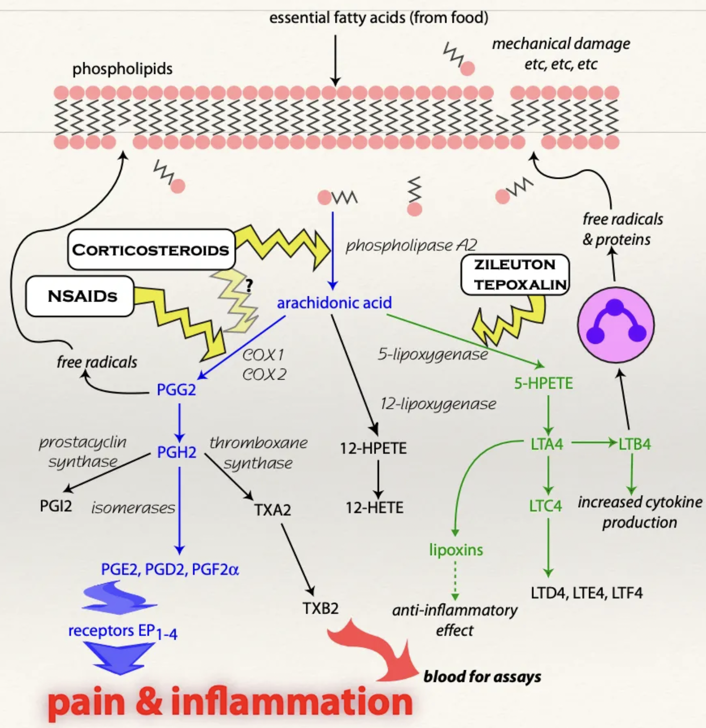 <p>Glucocorticoid receptors are within almost EVERY cell → Widespread reaction</p><ul><li><p>Intracellular receptor → Long onset of action but long duration</p></li></ul><p><u>Mechanism:</u></p><ol><li><p>Cortisol crosses the cell membrane and binds to a receptor to enter the nucleus</p></li><li><p>Altered gene transcription</p></li><li><p>→ Increased synthesis of lipocortin = Phospholipase A2 antagonist responsible for preventing synthesis of arachidonic acid</p></li><li><p>BOTH prostaglandins and leukotrienes are NOT synthesised</p></li></ol><p></p>