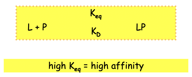 * the free energy of interaction between a protein (P) and its ligand (L) can vary greatly
* binding affinity is measured by the association constant of the binding equilibrium (Keq)
* In the yellow box we have a very simple formula that represents the reversible association between a protein and its ligand. 
  * Ligand (L) and Protein (P) are on the left 
  * the Ligand‐Protein complex (LP) is on the right. 
* The molecules will cycle between these different states in the solution. 
* A high K equilibrium would mean that the reaction would tend to the right where protein is bound to the ligand. 
  * This would indicate a high‐affinity interaction in which the protein and ligand tend to stay together. 
* A low K equilibrium, or a high dissociation constant (Kd), would mean that the reaction would tend to the left. 
  * This would indicate a low‐affinity interaction in which the protein and ligand readily fall apart
