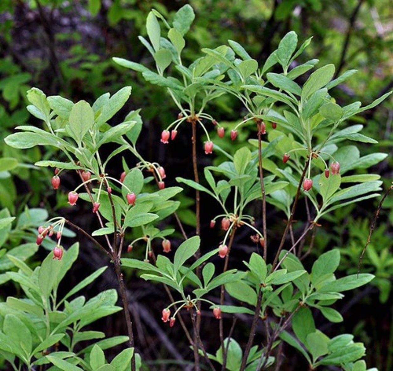 <p>fuzzy, ovate "mint shaped" leaves. Prominent indented midribs and veining. Alternating arrangement. Drooping, bell shaped flowers. Pink to white colour in small clusters. Midrib protrudes past the point of the margins ending.</p>