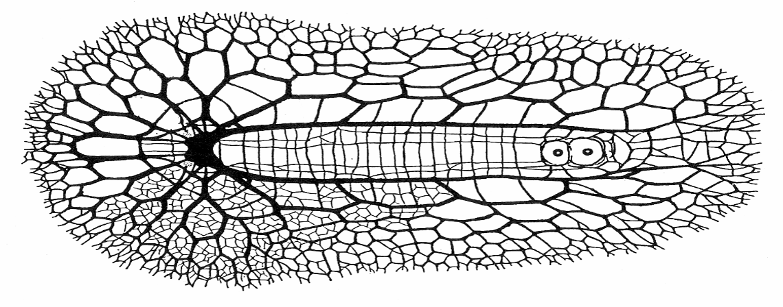<p>1-5 nerve cord pairs under the muscles </p><p>cerebral ganglion = primitive brain collecting/sending sensory info </p>
