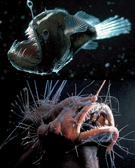 <p>Clade of <strong>anglerfishes</strong></p>