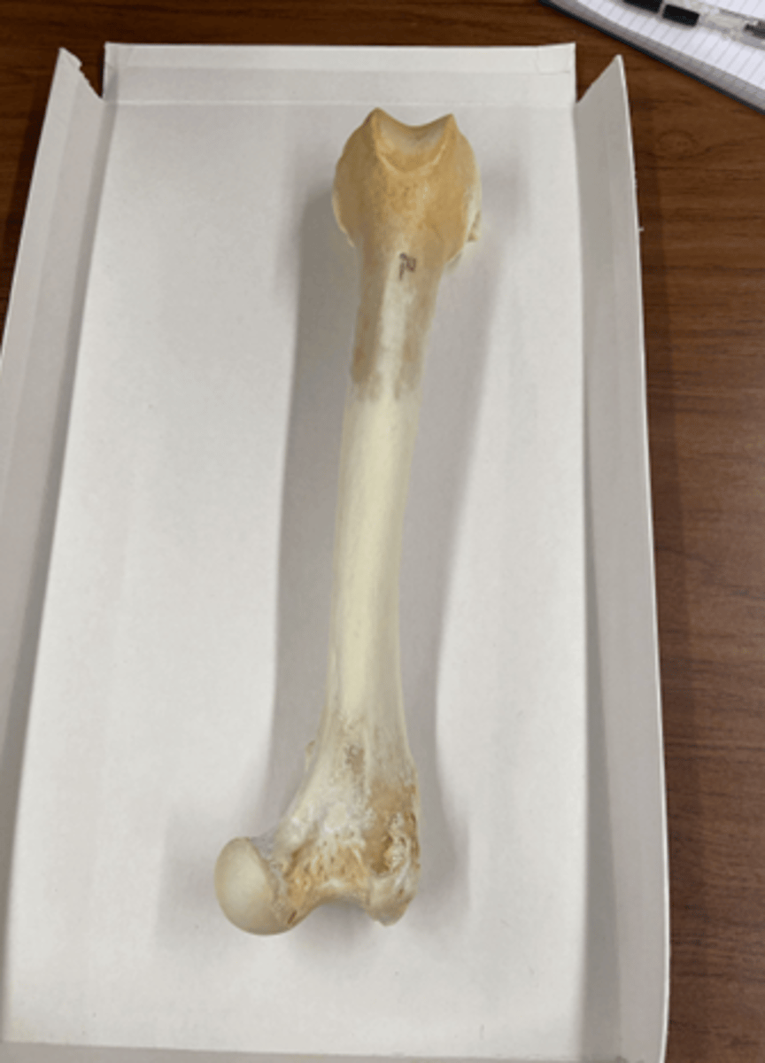 <p>Head sticks out far from the body of the bone (think about how it connects to hips</p>