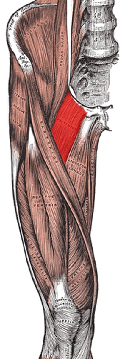 <p>Adduct and flexes thigh</p>