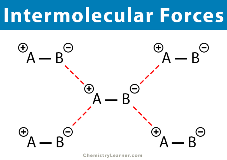 <p>The attractive forces holding atoms <em>between</em> molecules.</p>