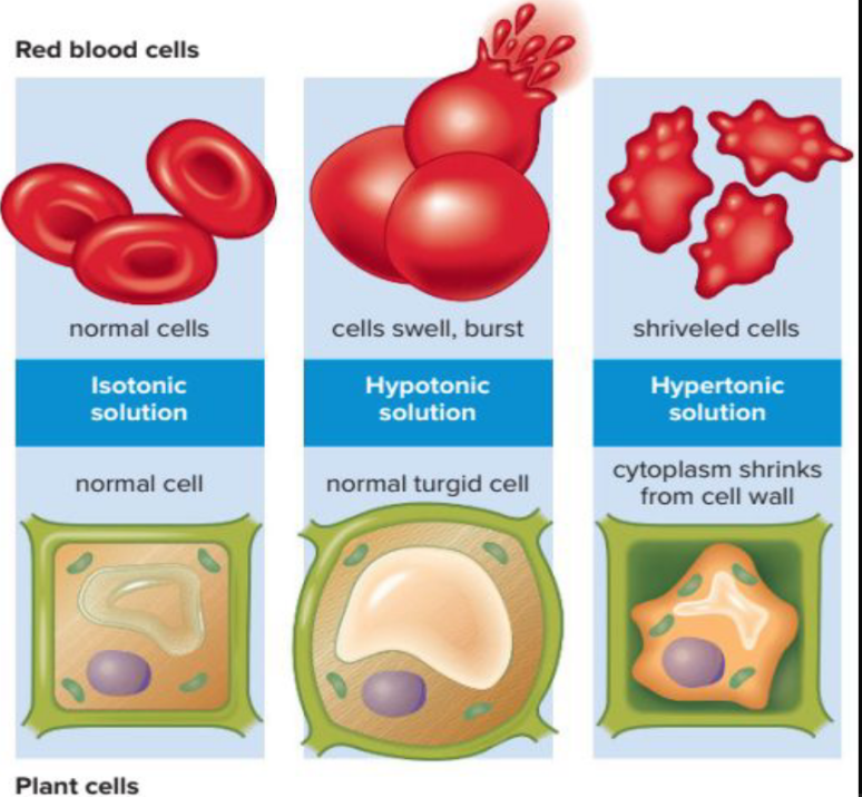 <p>Tonicity is the ability of a surrounding solution to cause a cell to gain or lose water. ● Hypo (less than) ● Iso (same as) ●Hyper (more than)</p>