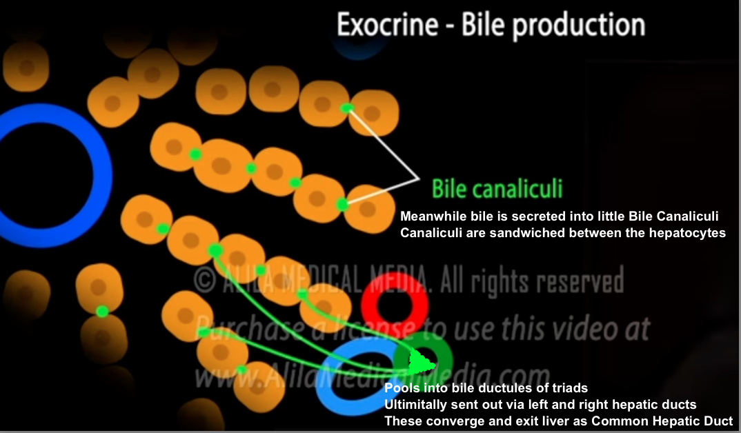<p>As blood is being secreted into the sinusoids, toxins/bile is being secreted into tiny Bile Canaliculi sandwiched between the hepatocytes</p><p>Contents drain opposite direction of blood, back towards Triad</p><p>Ultimately sent out via left and right hepatic ducts</p><p>These converge and exit liver as Common Hepatic Duct —> Gallbladder</p>