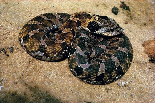 <p>Eastern Hog-nosed Snake</p>