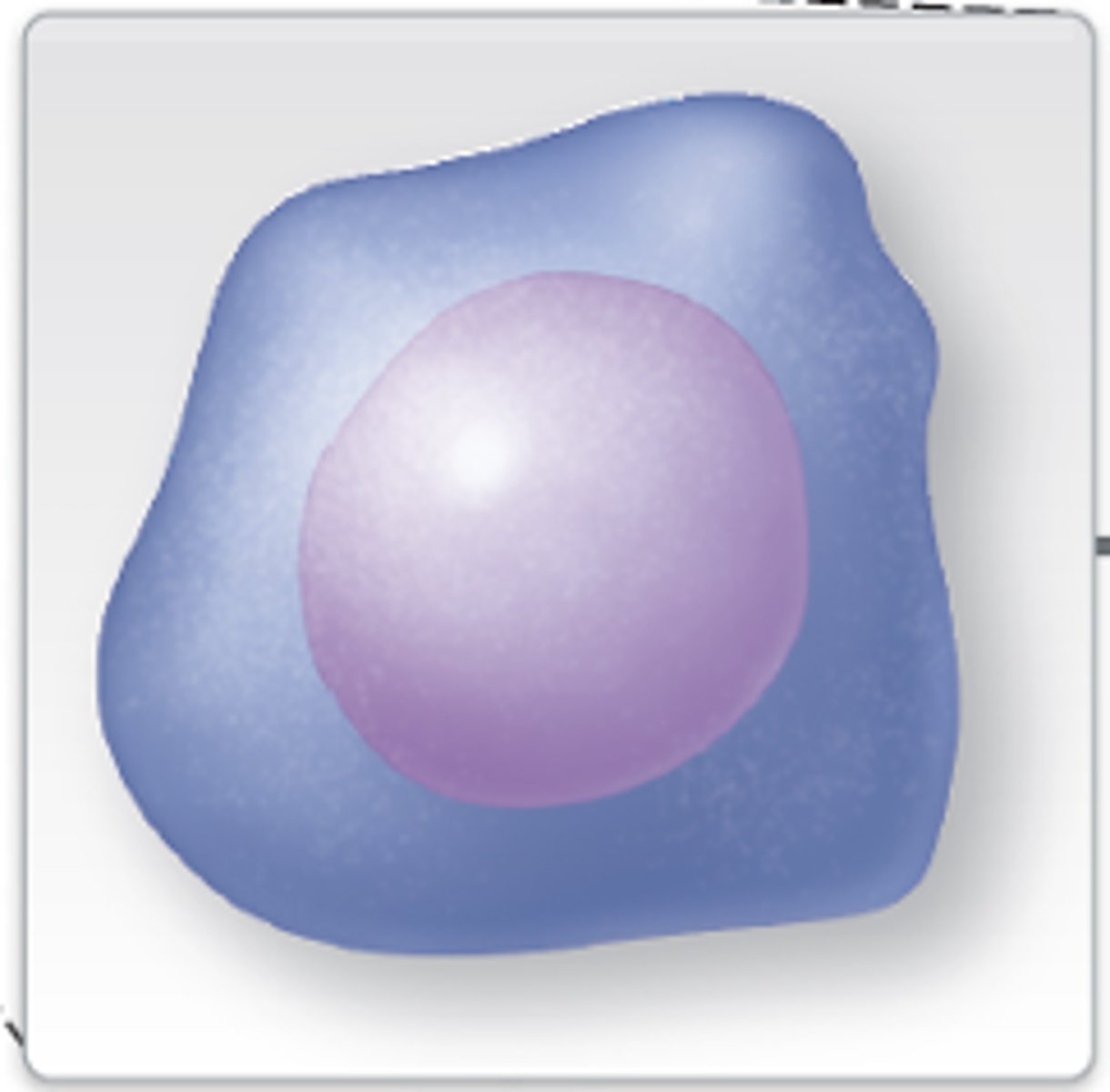 <p>cell can become any type of formed element</p>