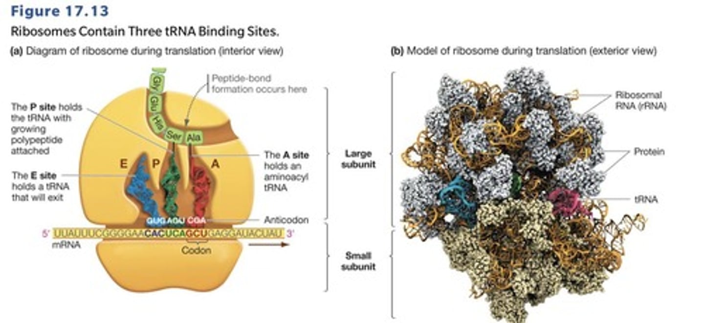 <p>Ribosomes facilitate the interaction between mRNA and tRNA, ensuring the correct amino acids are added.</p>
