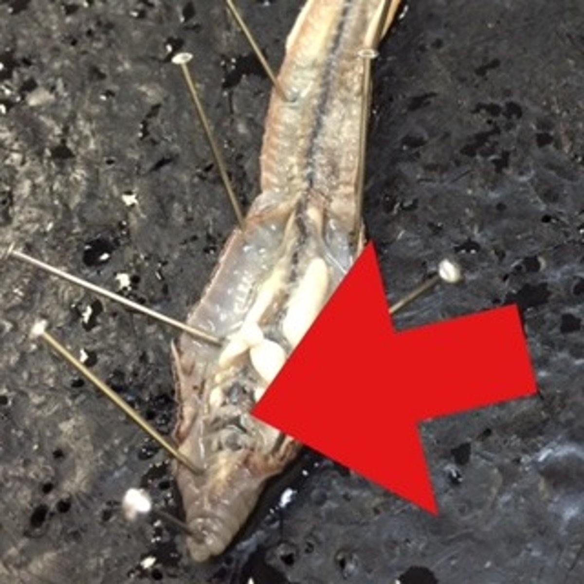 <p>The heart like pumping organs of earthworms; there are 5 of these!</p>