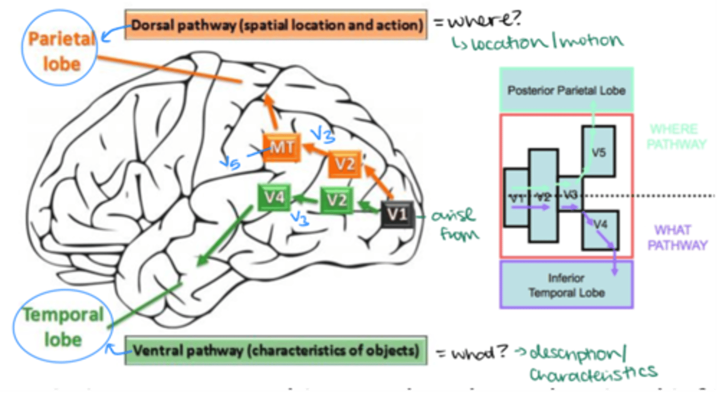 <p>V1 --&gt; V2 --&gt; V3 --&gt; V5 --&gt; Parietal lobe (Dorsal Pathway)</p>