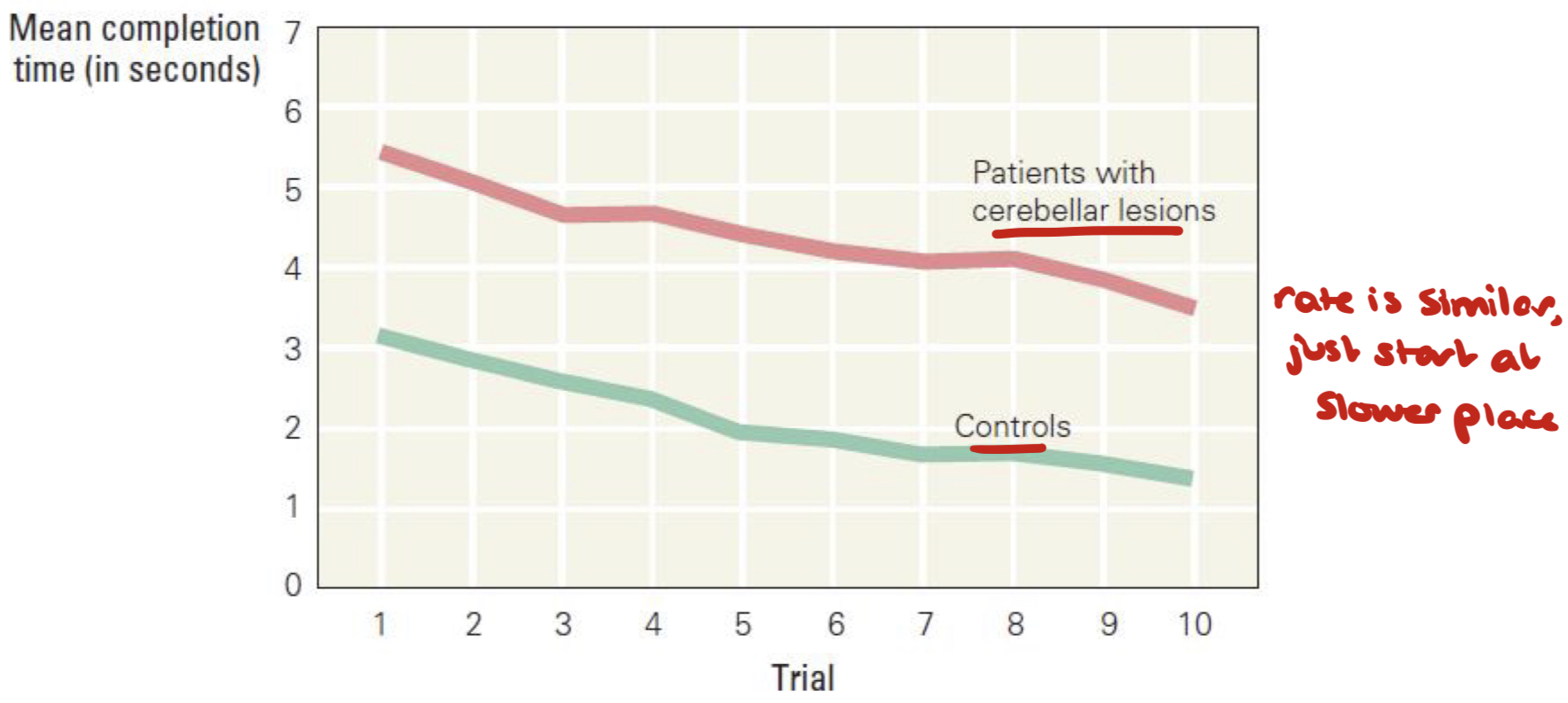 <ul><li><p>Patients with cerebellar damage take twice as long to trace images compared with controls</p><ul><li><p>Rate of learning is similar to controls</p></li><li><p>Damaged patients just start at a lower point</p></li></ul></li></ul><p></p>