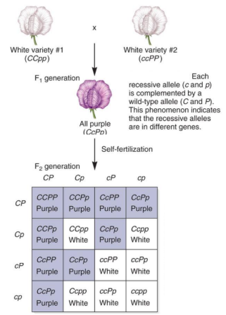 <p>need a dominant allele for each gene to produce the trait </p><ul><li><p>e.g. CcPp = <span style="color: purple">purple</span> but ccPp or Ccpp = white</p></li><li><p>distinguished by 9:7 F2 dihybrid ratio (56%:44%)</p></li></ul><p></p>