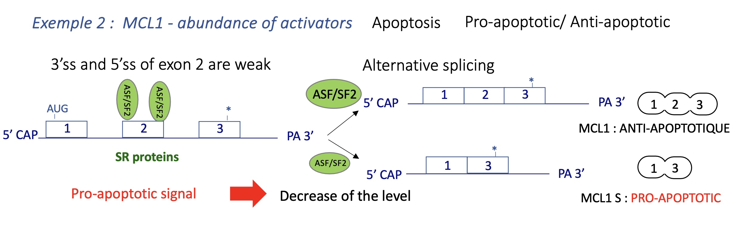 <p>3’ and 5’ SS of exon 2 are weak&nbsp;</p><ul><li><p><strong>MCL1-L (Long):</strong> anti-apoptotic.</p></li><li><p><strong>MCL1-S (Short):</strong> pro-apoptotic (lacks transmembrane domain).</p></li><li><p>High <strong>SR protein ASF/SF2</strong> favors MCL1-L → cell survival.</p></li><li><p>Stress or pro-apoptotic signaling ↓ ASF/SF2 → exon skipping → MCL1-S → apoptosis.</p></li></ul><p></p>