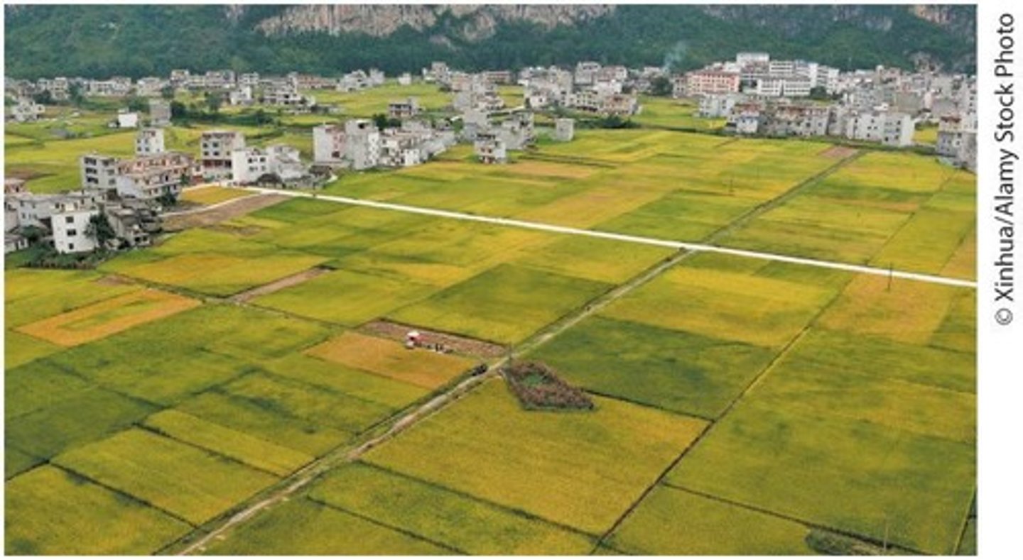 <p>Rice (Oryza sativa).</p>