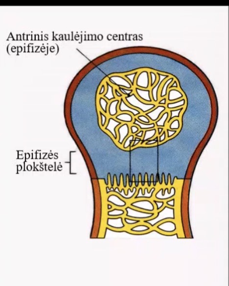 <p>Zemiau antrinio kaulejimo centro</p>