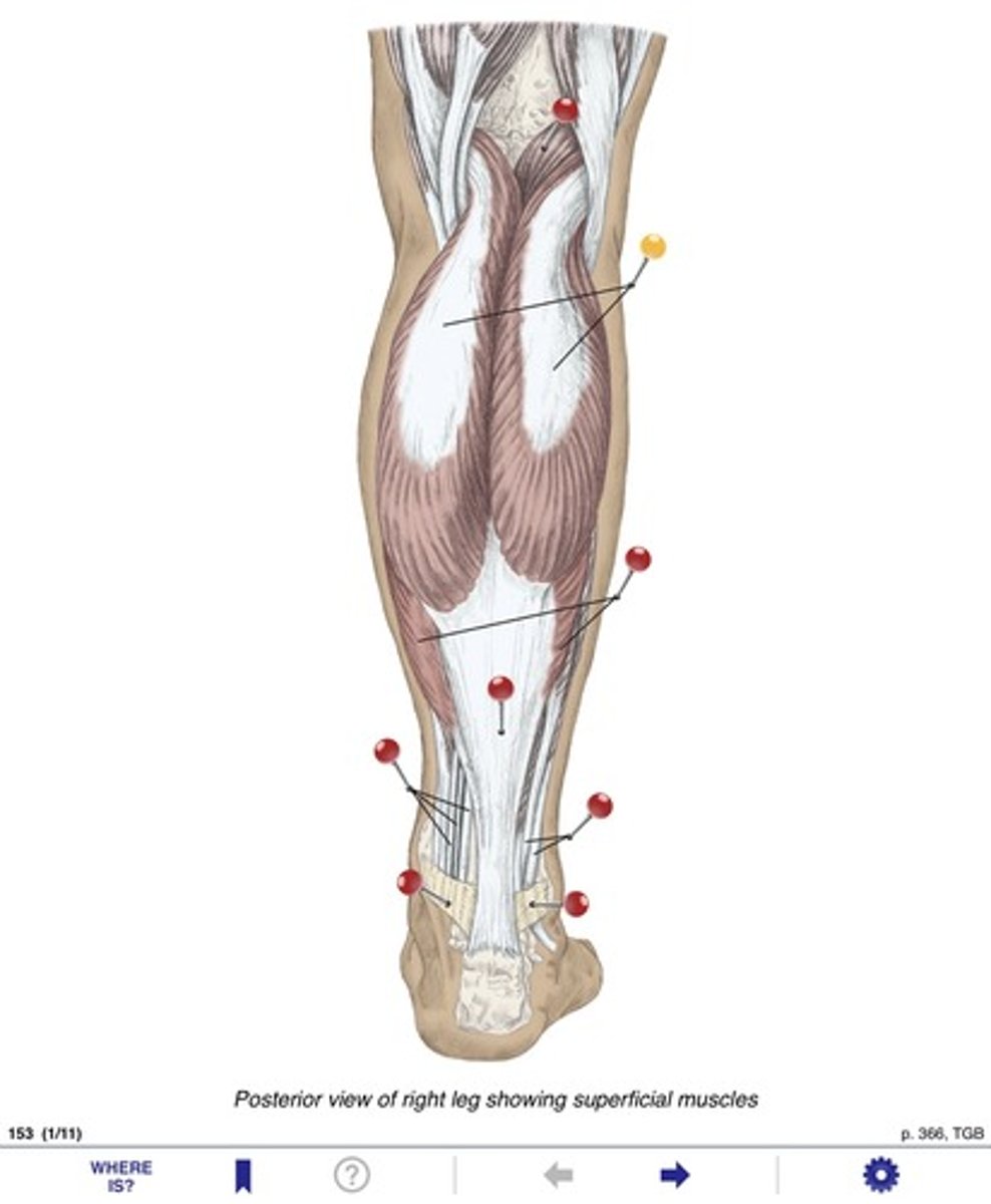 <p>Name the muscles at the yellow pin</p>