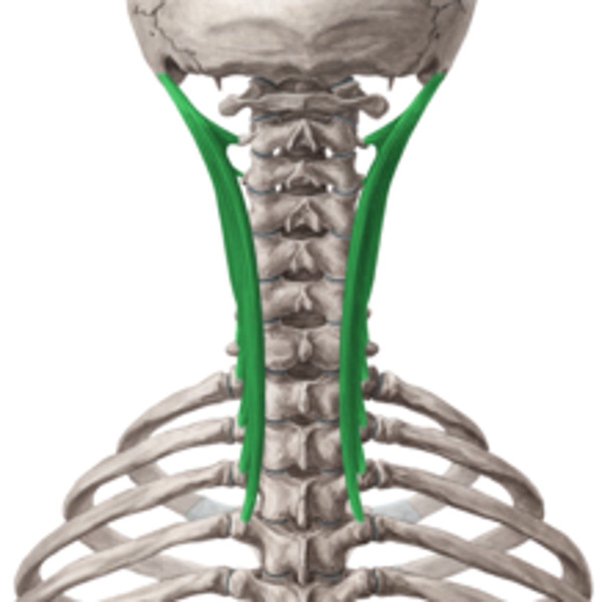 <p>extends and rotates head</p>