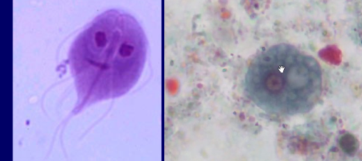<ul><li><p>Subphylum Mastigophora (flagellates; flagella)</p></li><li><p>Subphylum Sarcodina (amoebae; pseudopodia)</p></li></ul><p></p>