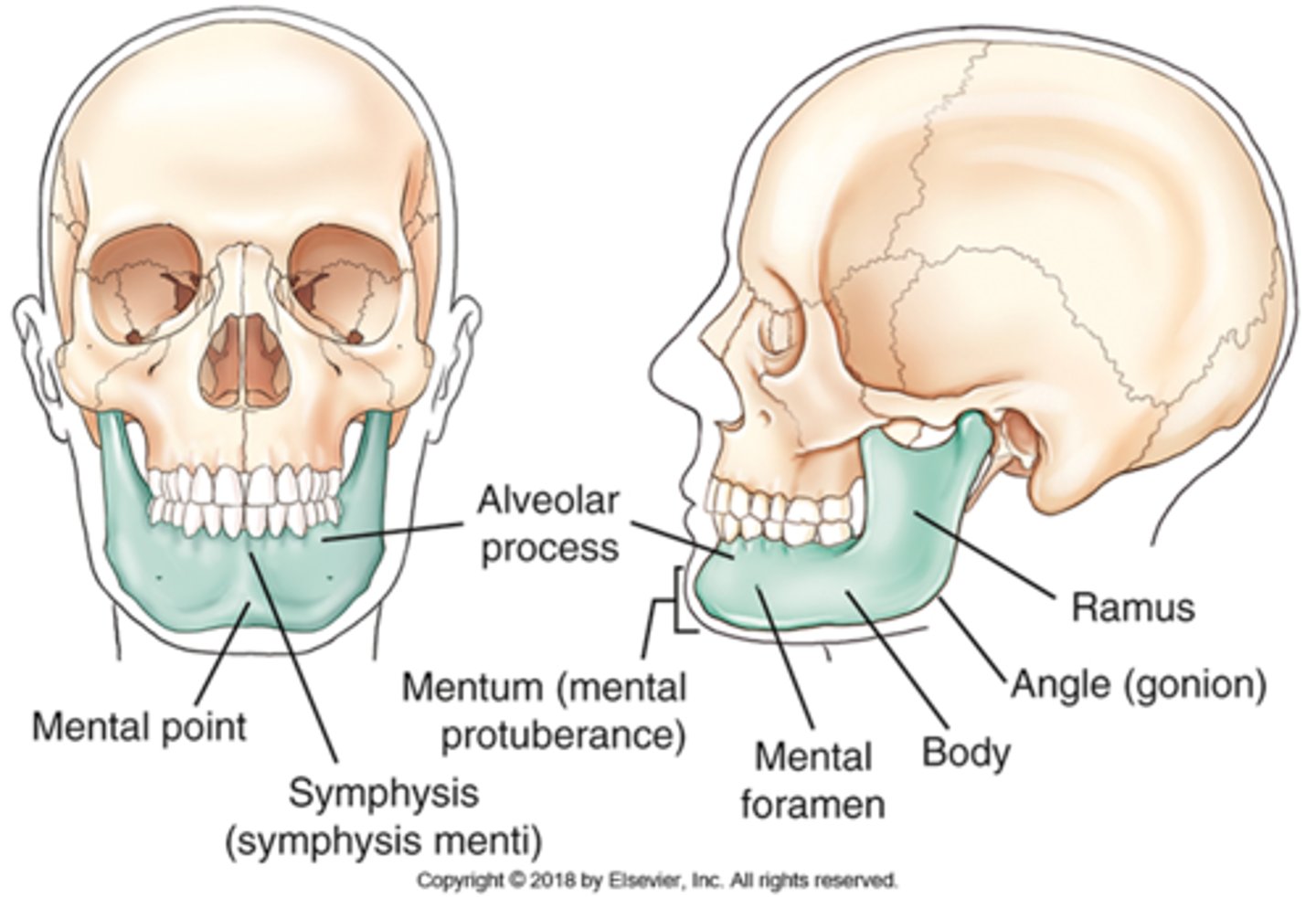 <p>C) symphysis menti.</p><p>pg. 393: the anterior aspect of the adult mandible is best seen on a frontal view. The single body forms each lateral half and unites at the anterior midline. This union is called the symphysis of the mandible (symphysis menti)</p>